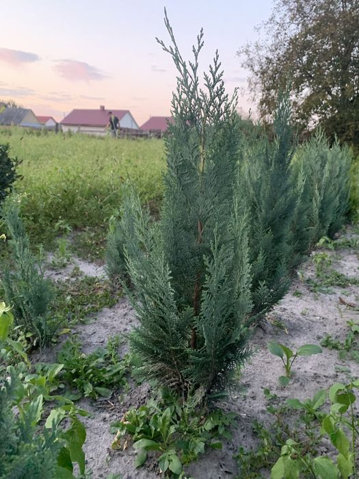 Смарагд кипарисовик колум туя плющ тис