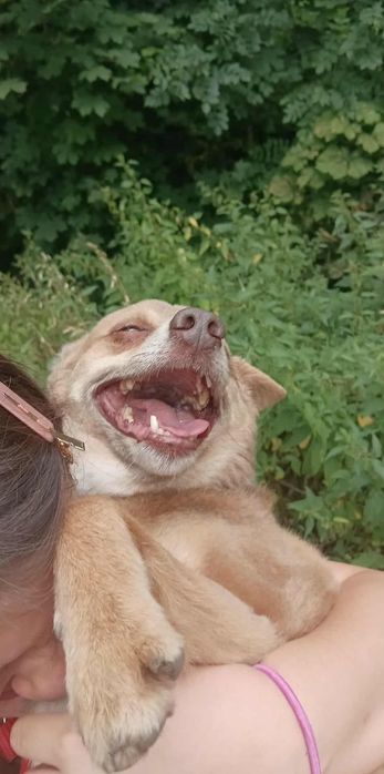 Mały Dżeki piesek do adopcji