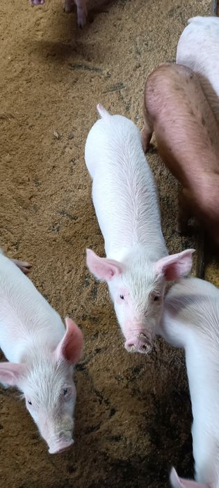 Поросята ф1+Кантор