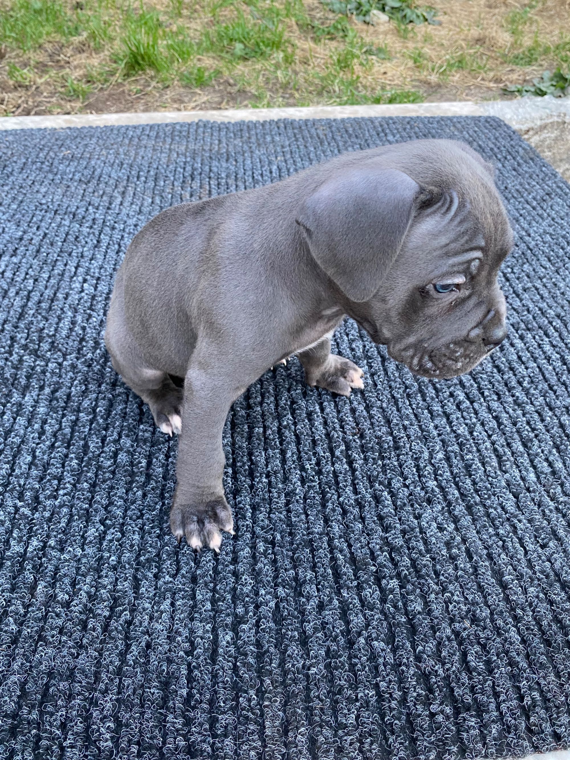 Cane Corso Italiano