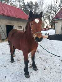 Koń klacz zimnokrwista 3 lata spokojna