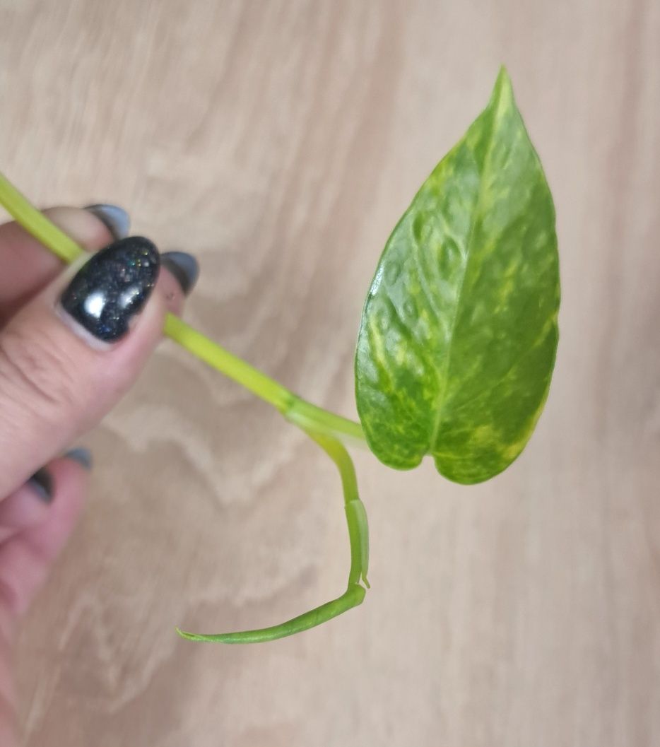 Epipremnum Pinnatum Sunburst variegata, cała roślina