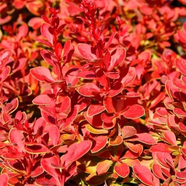 Барбарис Тунберга Корал, Оранж Рокет Короніта, Атропурпуреа На та інші