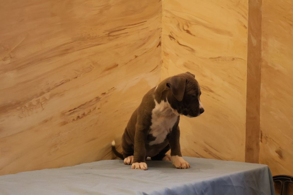 Цуценята Амстаффа від шикарних батьків.  Є доставка по Україні