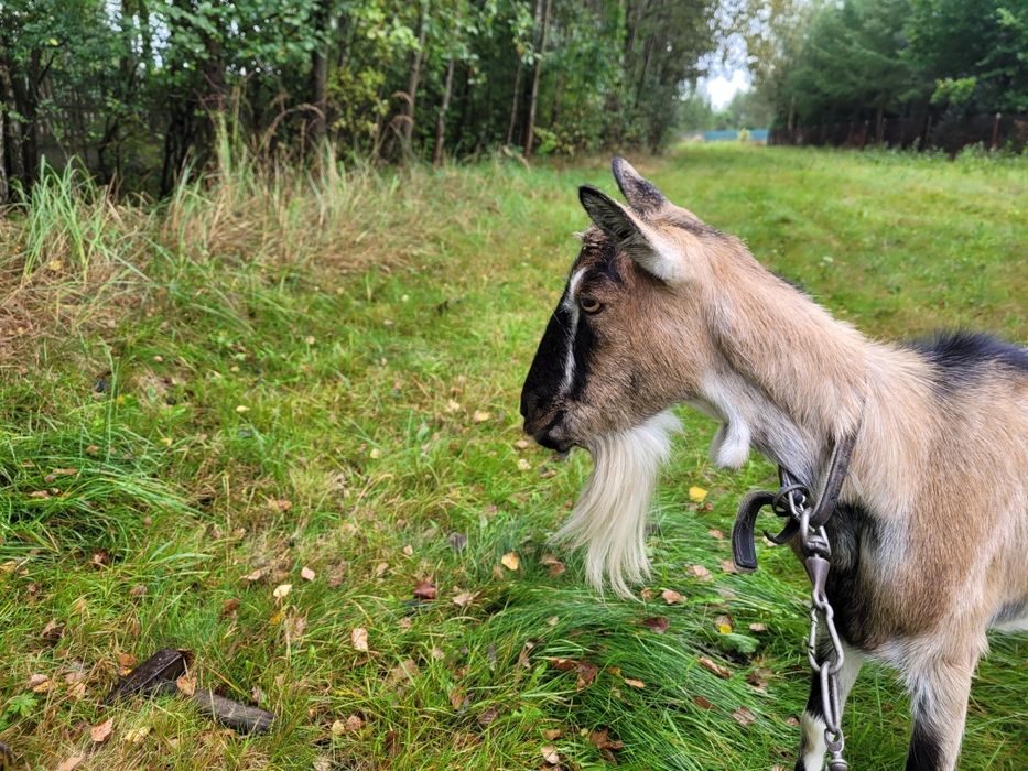 Sprzedam koze wydokomleczna koza