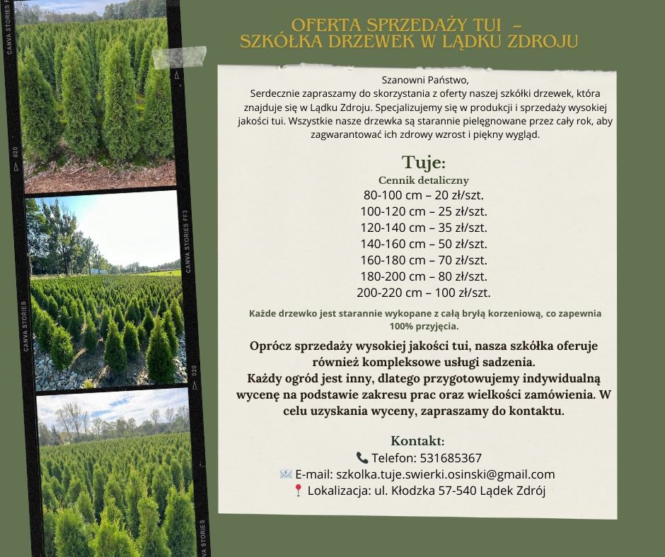 TUJA szmaragd plantacja HURT DETAL sadzenie TRANSPORT