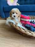 Uroczy Piesek Maltipoo!