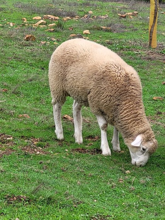 Borregos cruzados de Ile de France
