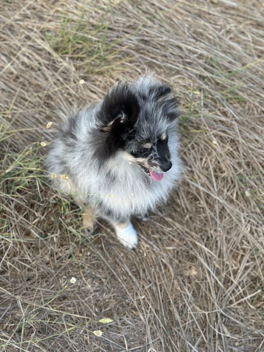 Spitz alemão macho 4 meses