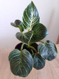 Philodendron  Birkin