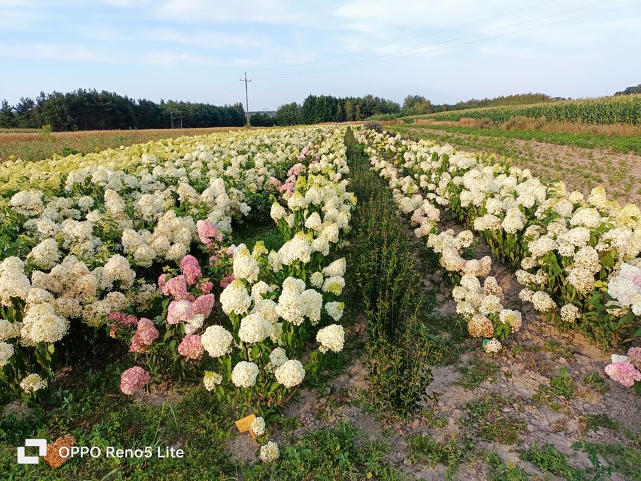 Hortensje bukietowe