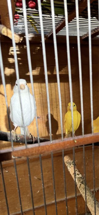 Клетки для канареек и …