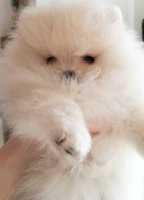 Szczenięta pomeranian szpic miniaturowy puchate, krótkie pyszczki