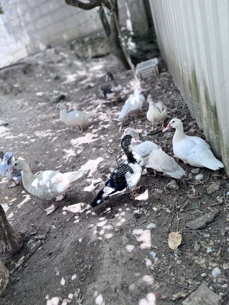 Patos  e patinhos
