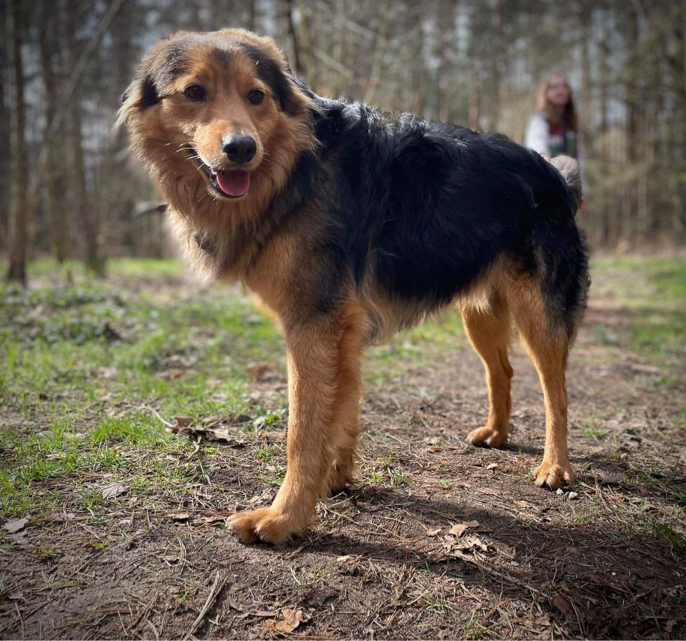 Łagodny, 13 kg, 1 rok . Simon adopcja