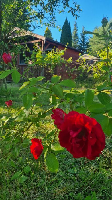Działka ROD Żwirki i Wigury II. Ogródek działkowy Bukowska