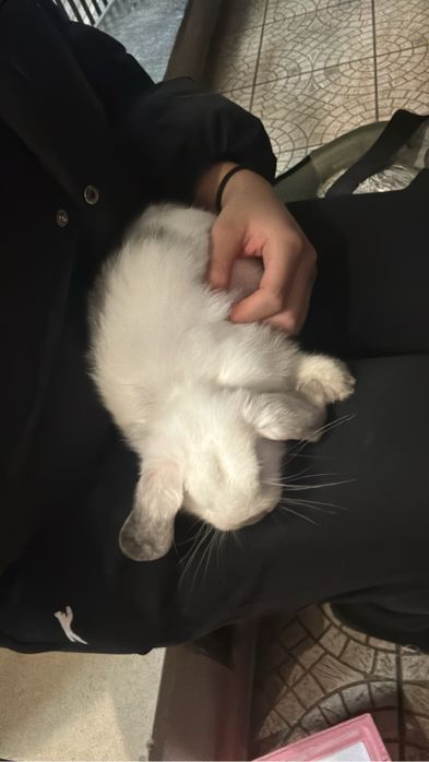 Doa-se filhote de coelho femea