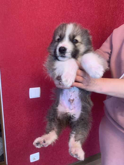 Продам цуценят Алабая