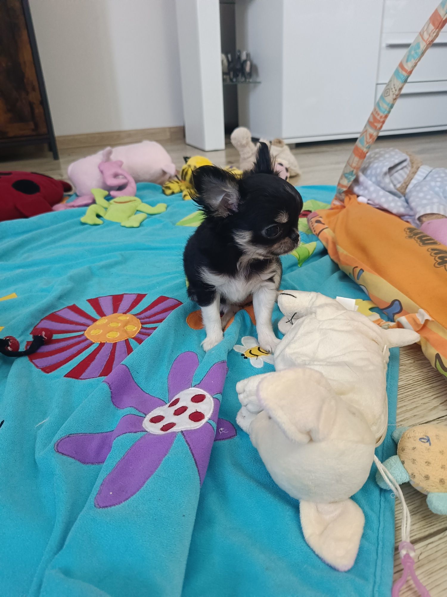 *** Cudna Mini Laleczka Chihuahua *** Gotowa do odbioru ***