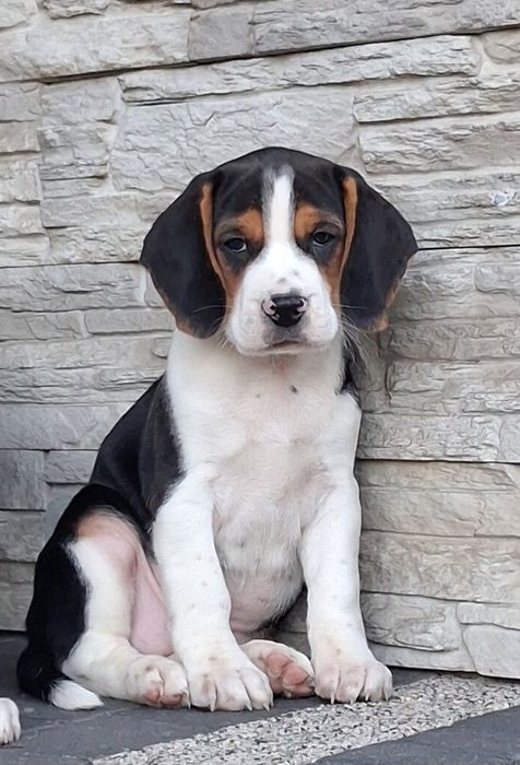 Beagle  szczeniak