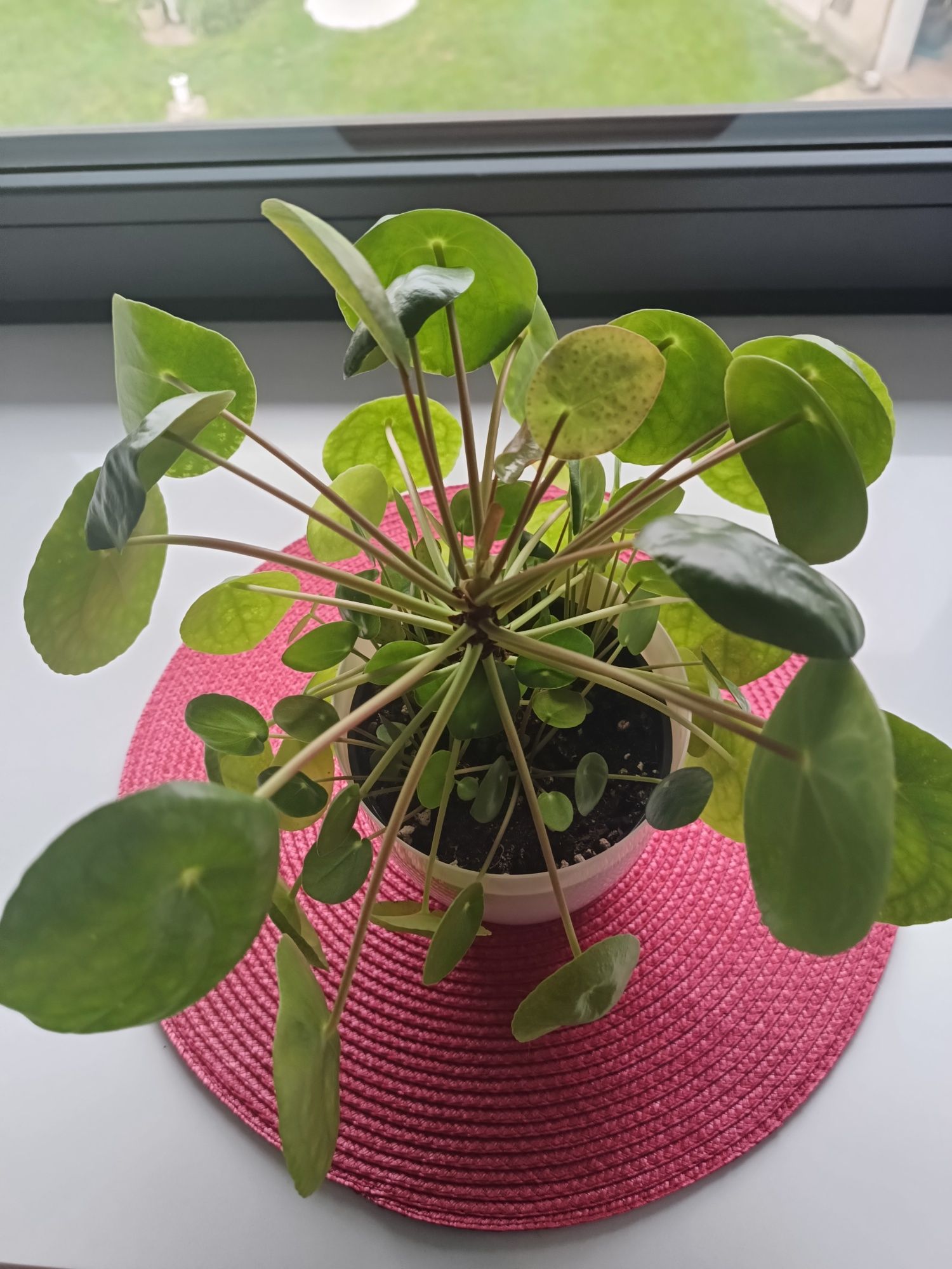 Pieniążek, Pilea peperomioides - sadzonka średnia