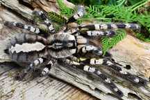 Ptaszniki Poecilotheria regalis L4