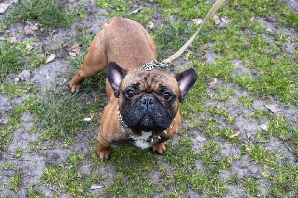 Французский бульдог, вязка. Отличный производитель, Киев