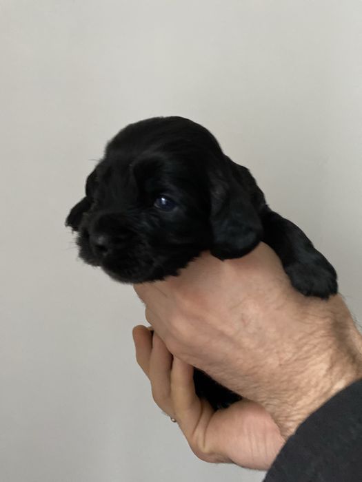 Бронь цуценят спаніеля