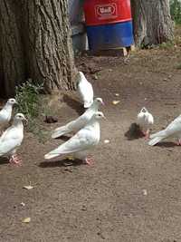 Бакинские белые голуби!