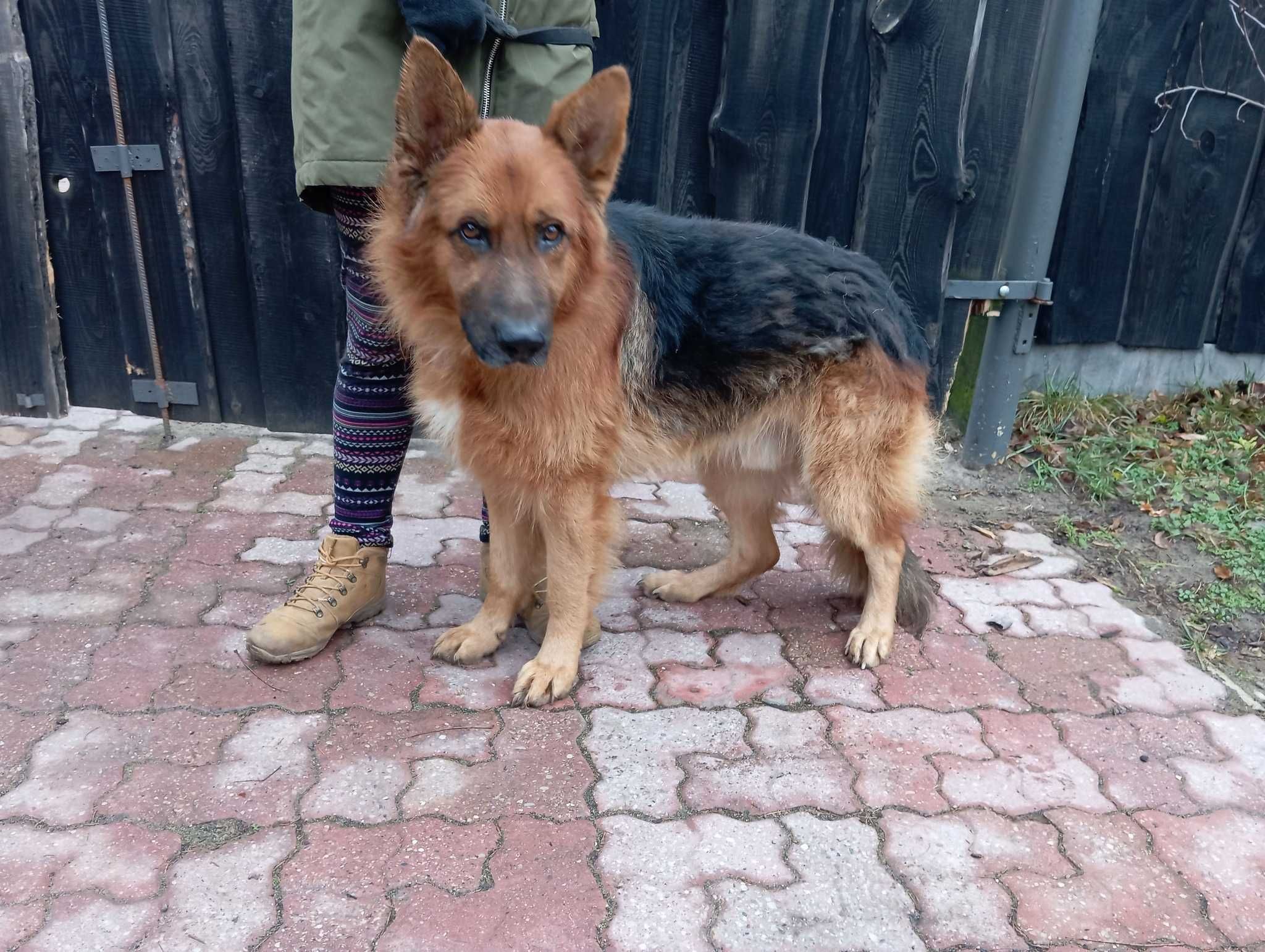 PADDY - psiak w typie owczarek niemiecki szuka domu