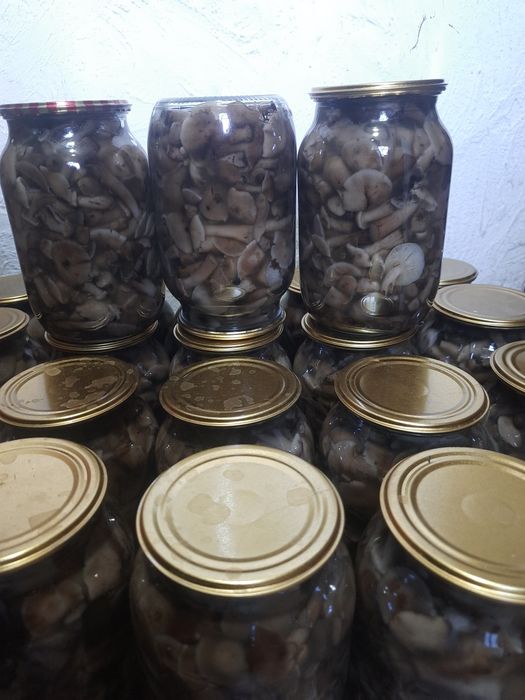 Опеньки 2025 збір 200гр 1л б