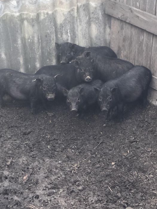 В'єтнамські та корейські поросята