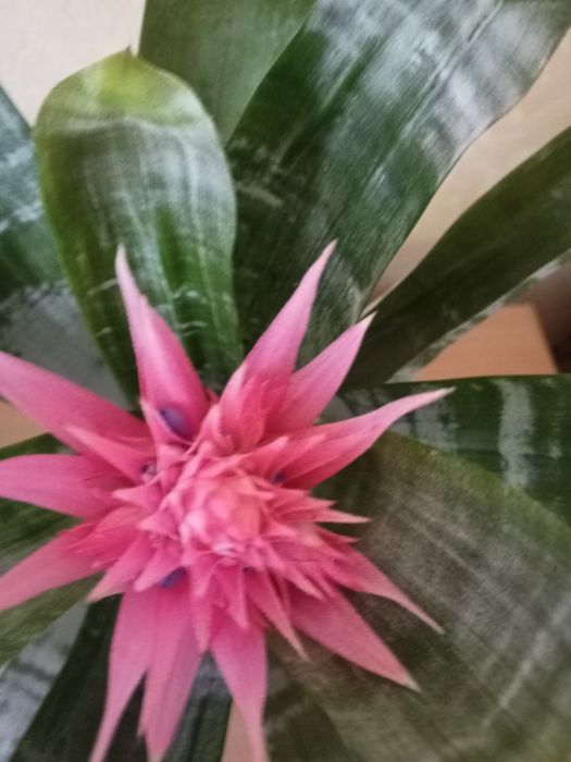 Цветок Эхмея полосатая "Праймера" .