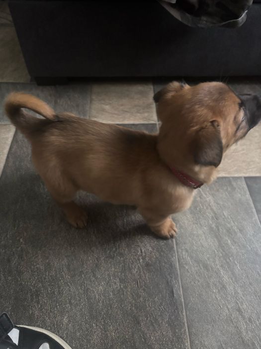 oddam pieski w dobre rece