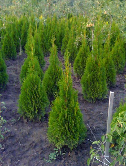 Саджанці туї смарагд колоновидна самшит