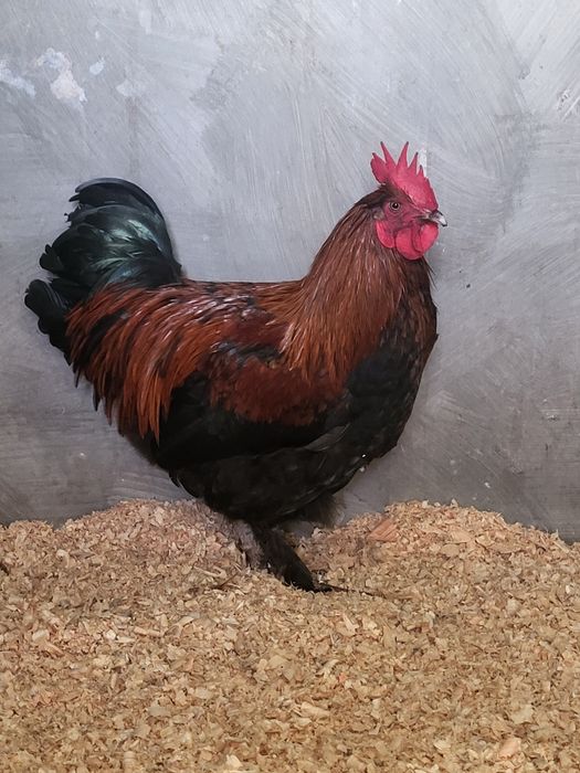 Macho de maran preto cobre