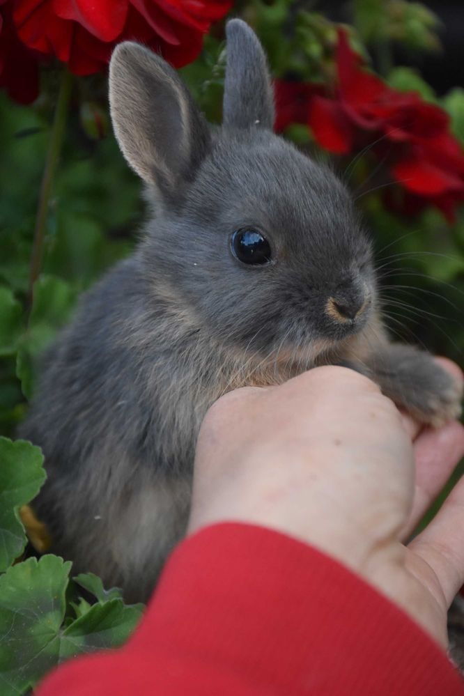 Karzełek Teddy / karzełek niderlandzki / karzełek baranek / mini lop