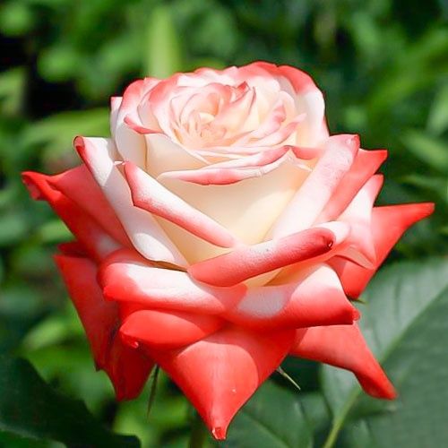 Продам рози более  300 сортів рослин