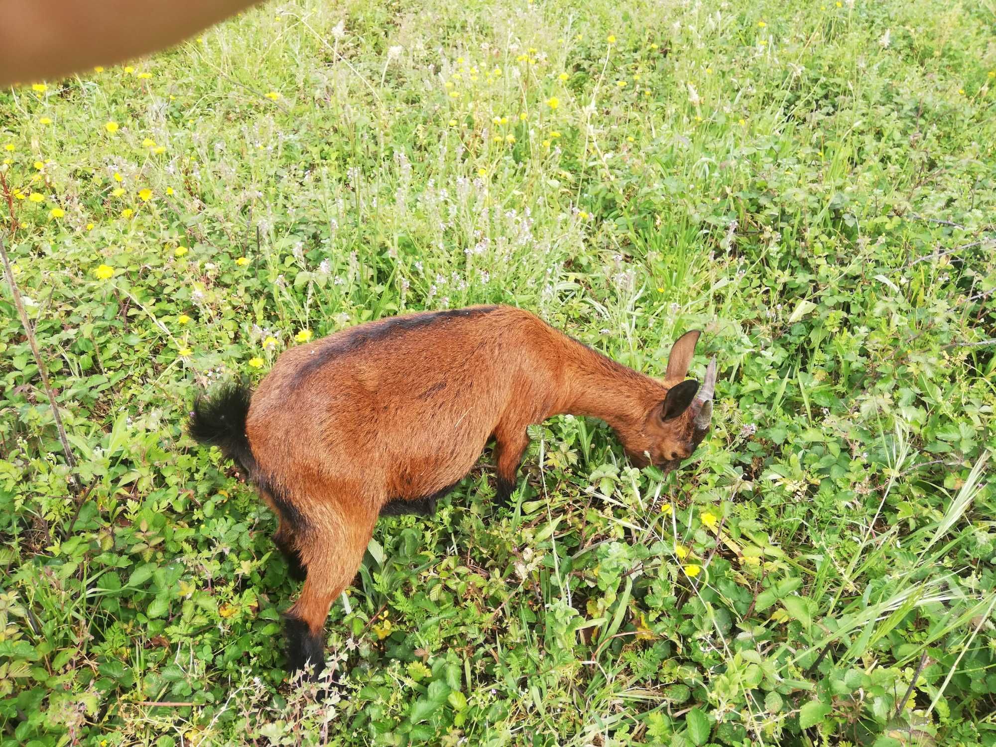 Cabras Anas Macho