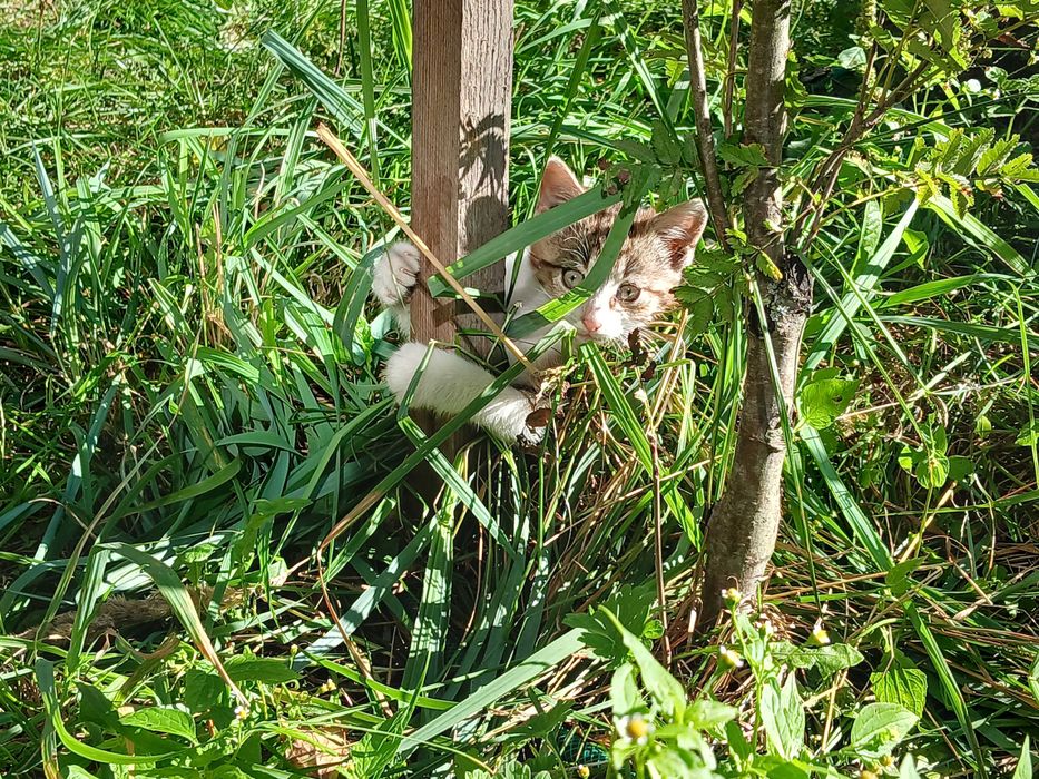 Kot, kocur, kocurek - oddam w dobre ręce