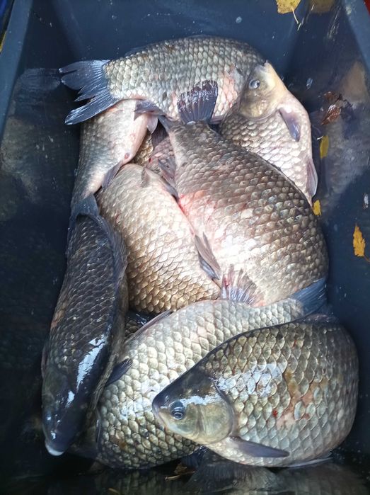 Duży karaś 1,5 - 3 kg japoniec karaś srebrny lin szczupak karp tolpyga