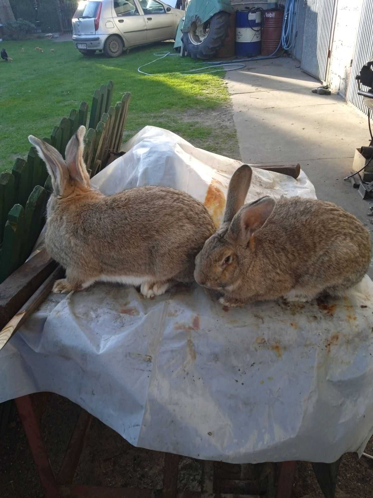 Sprzedam króliki