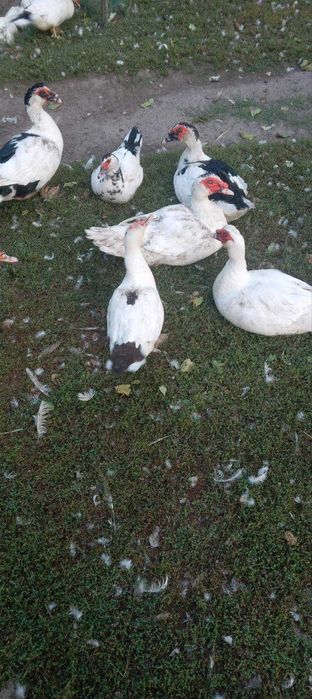 Індокачки живою вагою та індокаченята