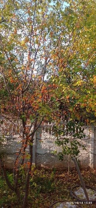 Продам ділянку, садове товариство Лідне