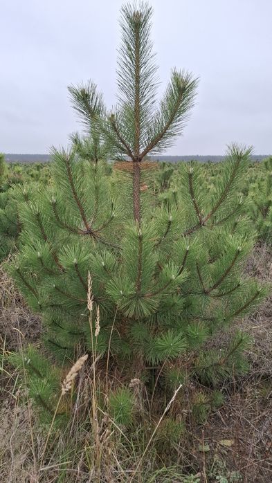 Новорічна Кримська Сосна (Кримка) ОПТ/РОЗДРІБ