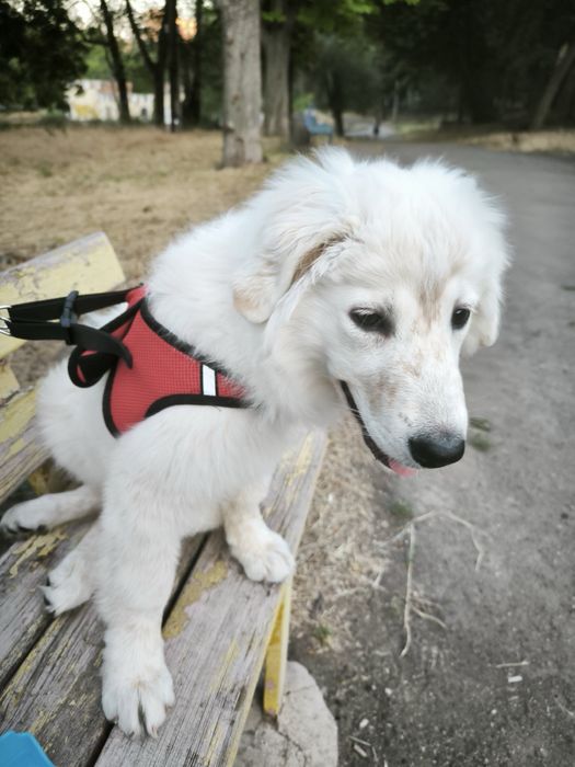 Цуценя Словацький чувач