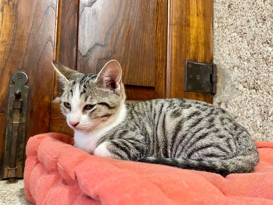 Charlie com 4 meses procura família para a vida