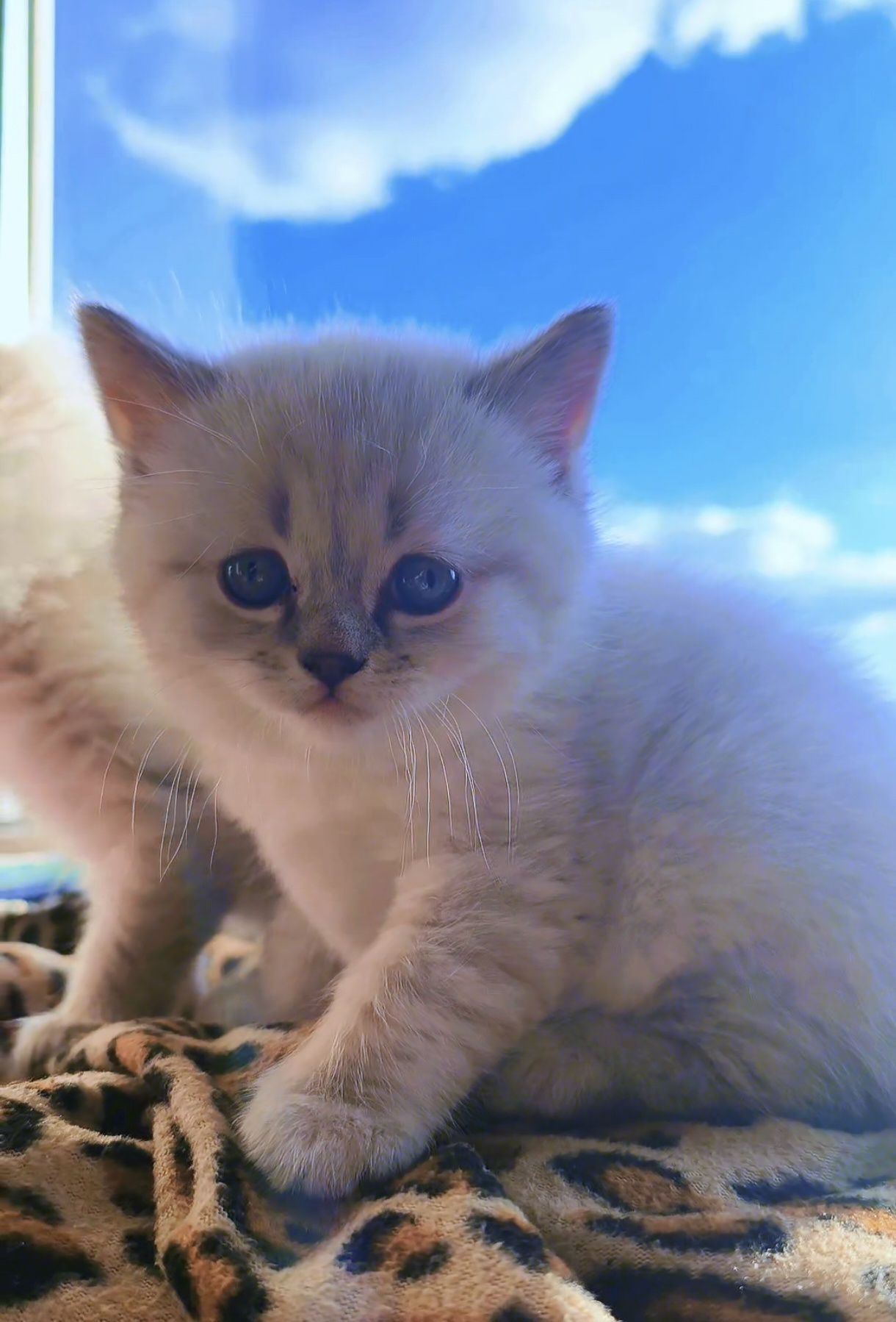 Шотландський котенок линкс поинт