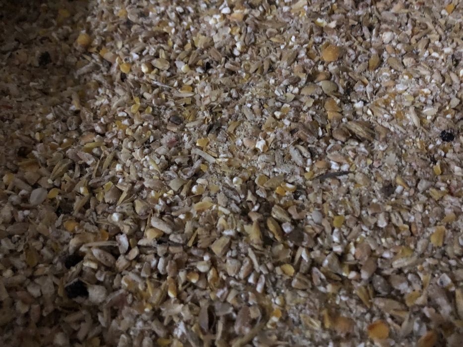Śruta zbożowa mieszanka dla drobiu kur niosek zboże mielone