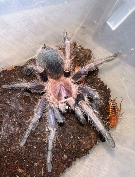 Phormictopus sp. Dominican purple 5dc. Samiec i Samica Para